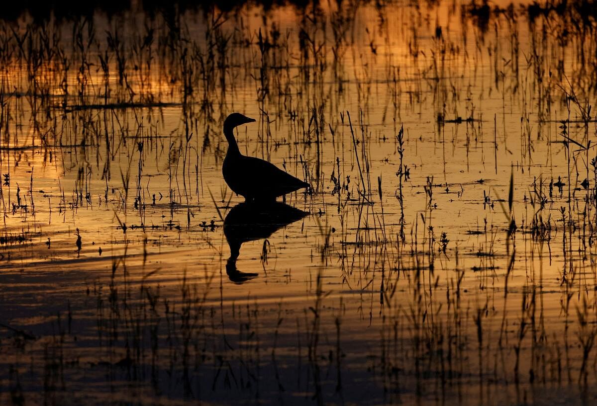 A Greylag goose is seen during sunset at lake Zicksee near Sankt Andrae, Austria, May 19, 2024. REUTERS