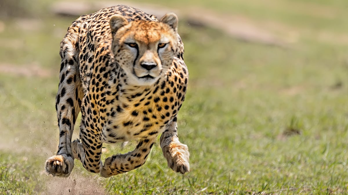 MP: Cheetah strays out of KNP, reaches Gwalior; farmers asked to remain alert - Vimarsana News