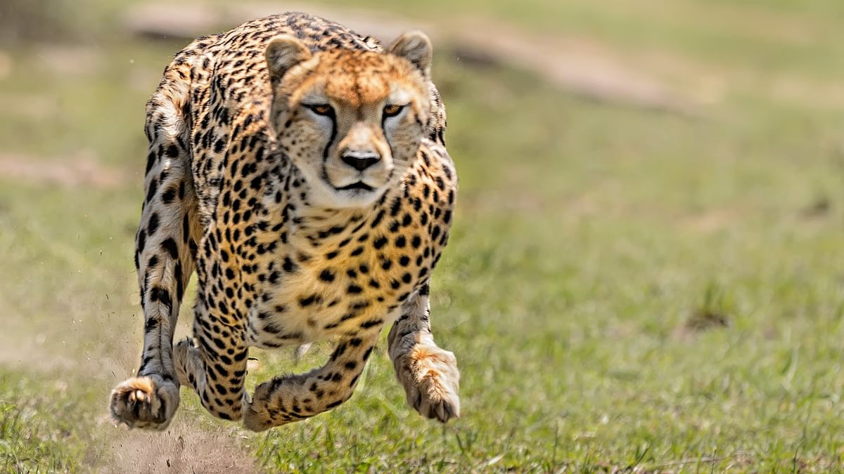MP: Cheetah strays out of KNP, reaches Gwalior; farmers asked to remain alert