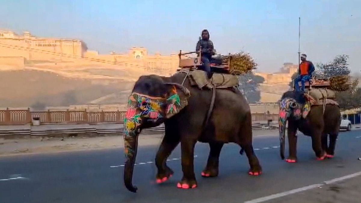 PETA writes to Rajasthan Deputy CM, seeks replacing elephant rides with vehicles at Amber Fort