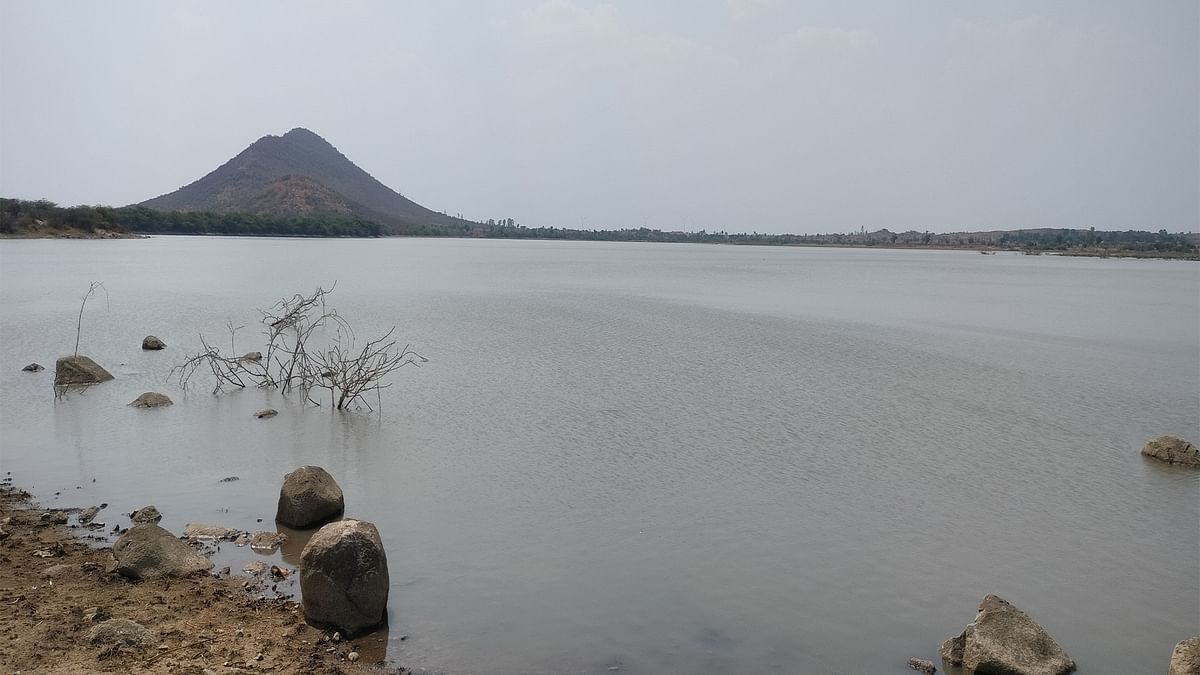 Water-filled Shettikeri lake is quenching thirst of cattle in Gadag district