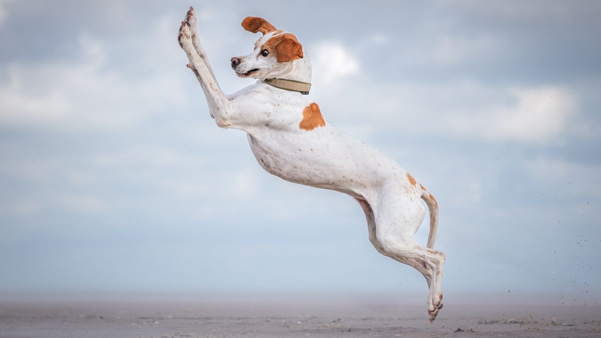 "This dog loves to jump," captioned Vera Faupel of Germany.