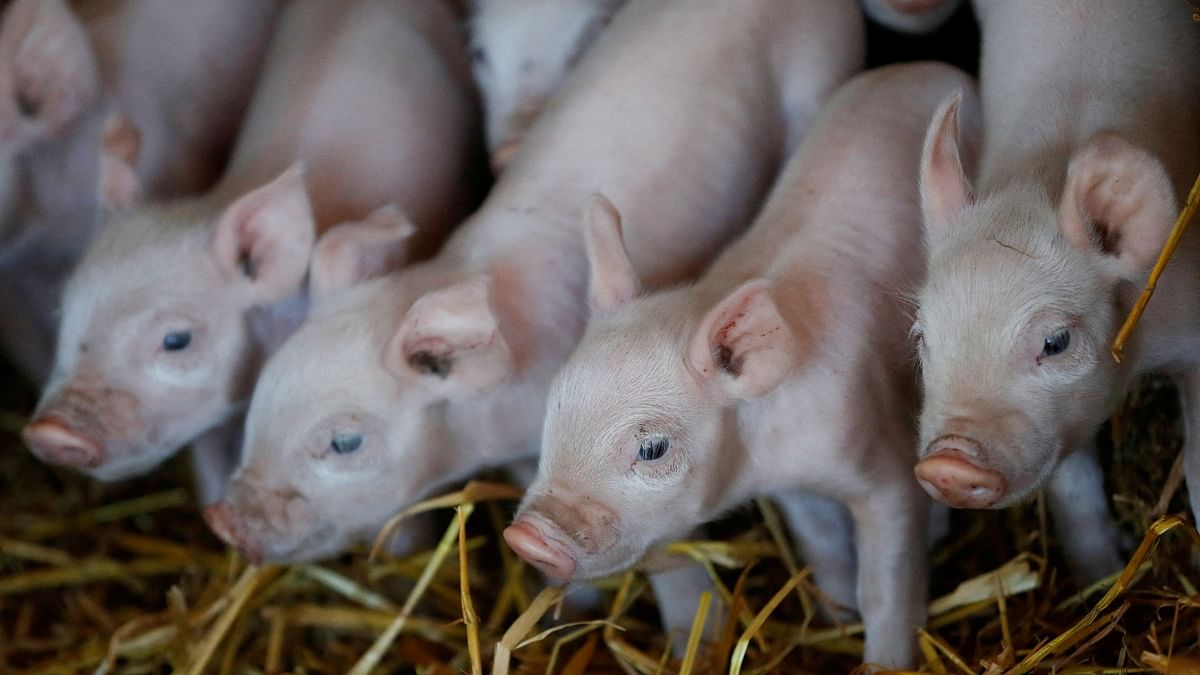 If pigs get bird flu, we could be in for a real nightmare