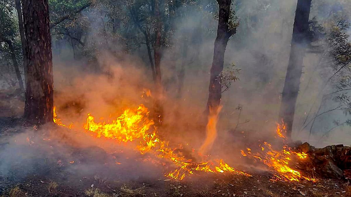 Fire engulfs forest area in Jammu and Kashmir's Udhampur