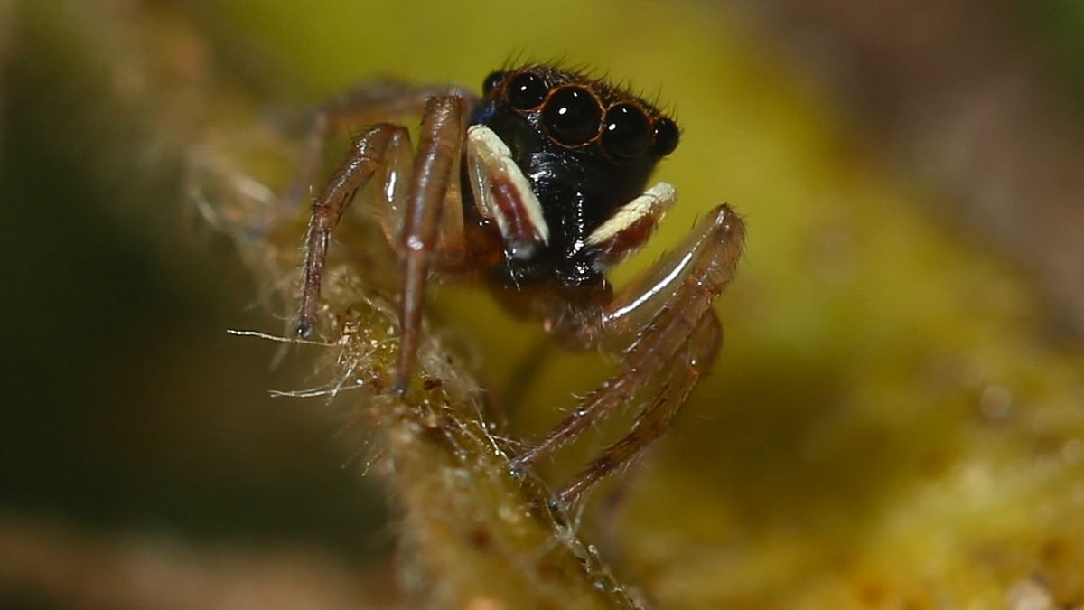 Scientists discover two jumping spider species in Western Ghats