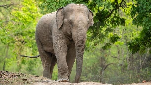 Malayalam channel cameraman killed in elephant attack in Kerala