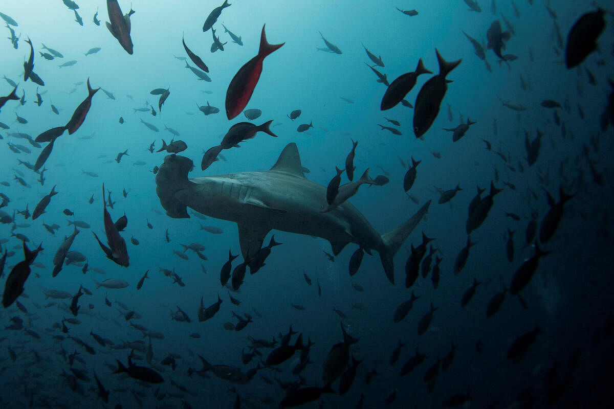 A hammerhead shark swims close to Wolf Island at Galapagos Marine Reserve. 