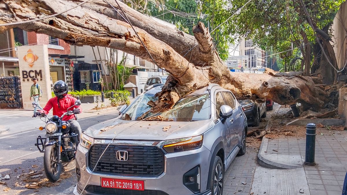 Tree crashes on new SUV on Bengaluru's Lavelle Road, no casualties