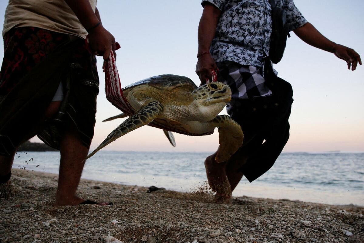 Men carry a sea turtle to be released into the sea during a water purification ceremony as part of the opening of the 10th World Water Forum in Serangan Island, Denpasar, Bali, Indonesia, May 18, 2024.
