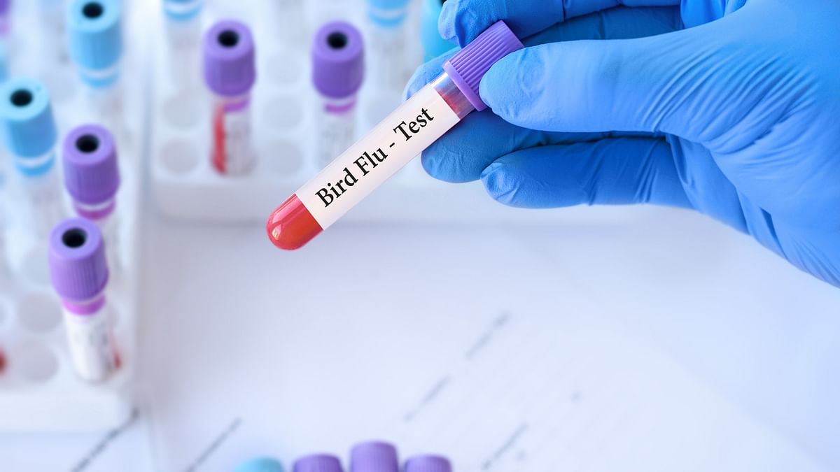 USDA says ground beef tests negative for H5N1 bird flu virus
