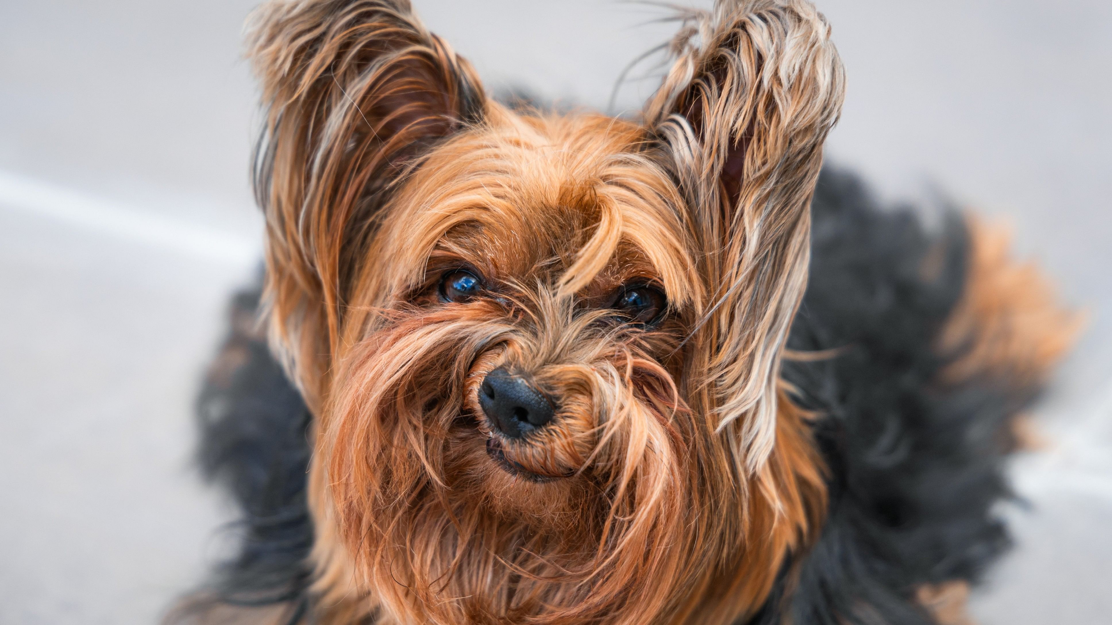 Photographer Luiza Ribeiro titled this photo "Grumpy dog". "Meet Nick Barry, a 5-year-old Yorkshire Terrier with a special talent for hilarious expressions.  It might not be his most flattering photo, but that frown is undeniably captivating: a true portrait of a dog who doesn't need smiles to win our hearts." she captioned.