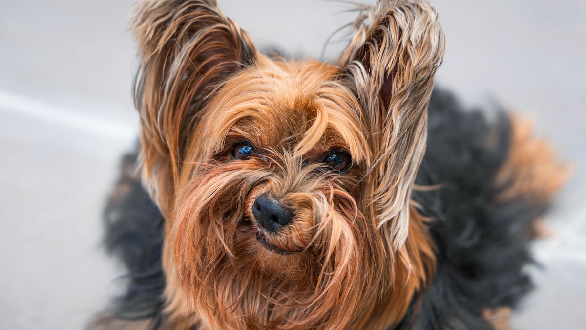 Photographer Luiza Ribeiro titled this photo "Grumpy dog". "Meet Nick Barry, a 5-year-old Yorkie with a special talent for hilarious expressions.  It might not be his most flattering photo, but that frown is undeniably captivating — a true portrait of a dog who doesn't need smiles to win our hearts." she captioned.