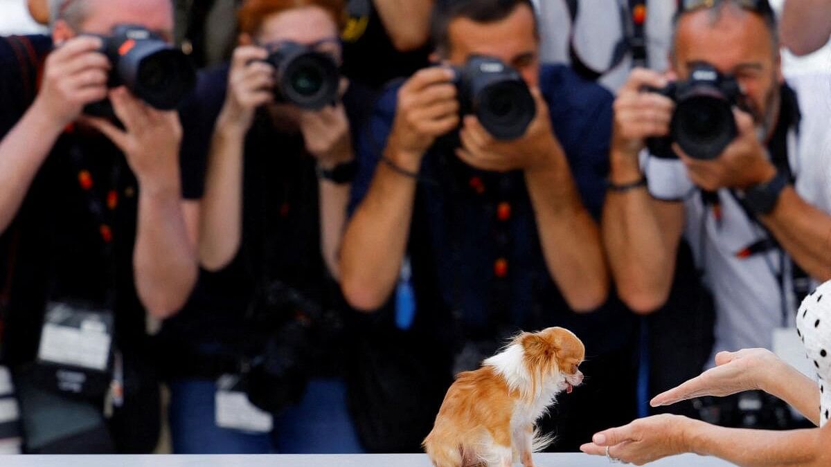 Photographers take pictures of cast member Demi Moore's dog, as she poses during a photocall for the film "The Substance" in competition at the 77th Cannes Film Festival in Cannes, France, May 20, 2024.