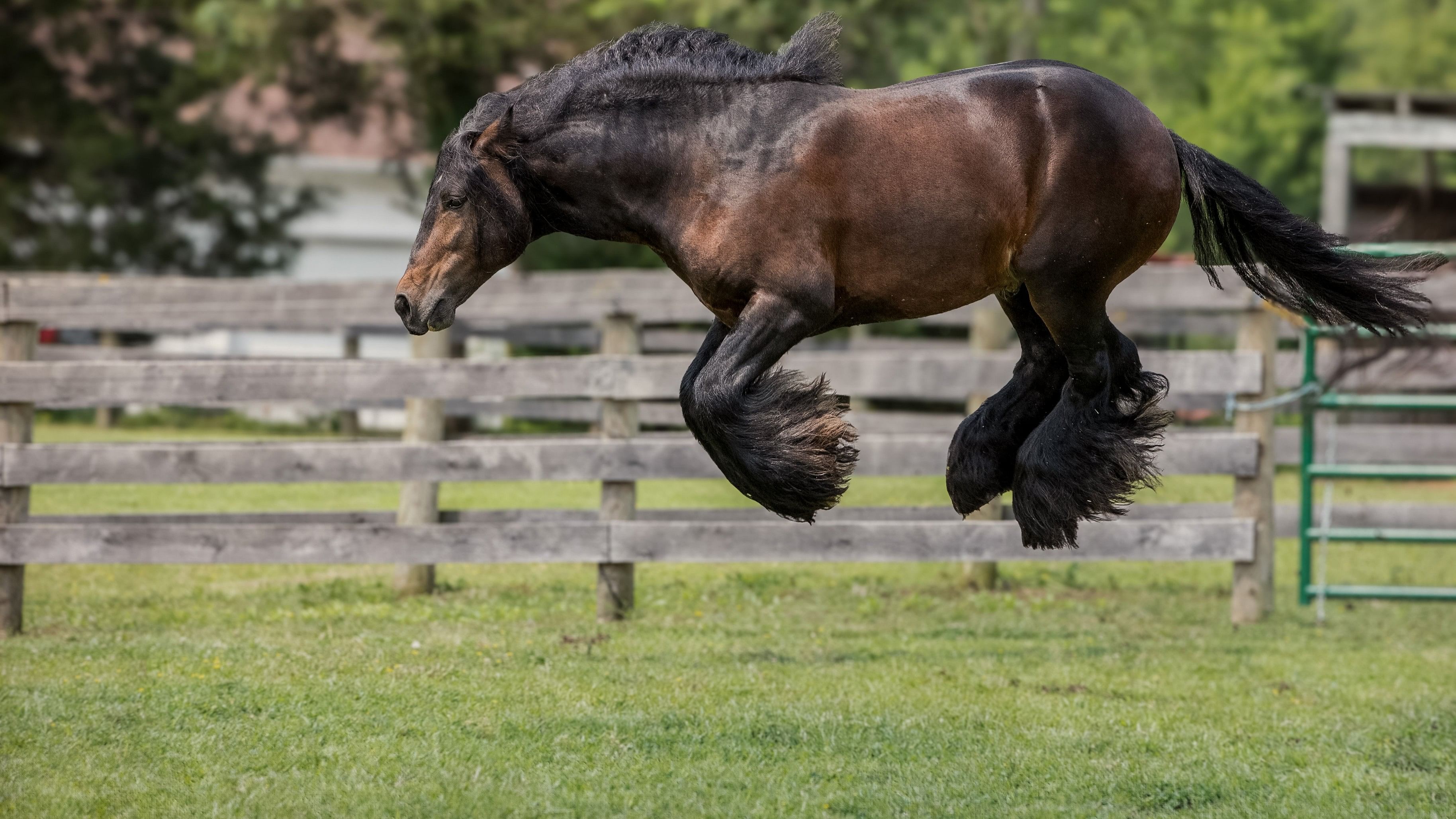 This photo titled "I think I saw a mouse" by Debby Thomas shows a horse jumping high off the ground.