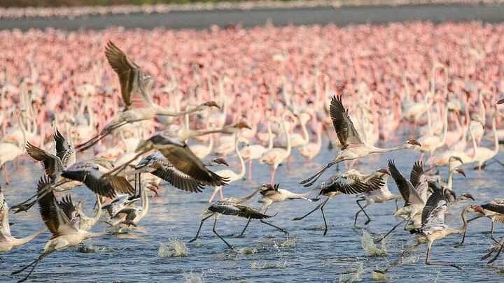 Flamingos' safe haven Mumbai turning out to be deadly for the majestic birds