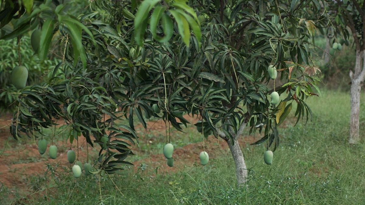 Officials focus on conservation as number of Noorjahan mango trees shrinks in Madhya Pradesh