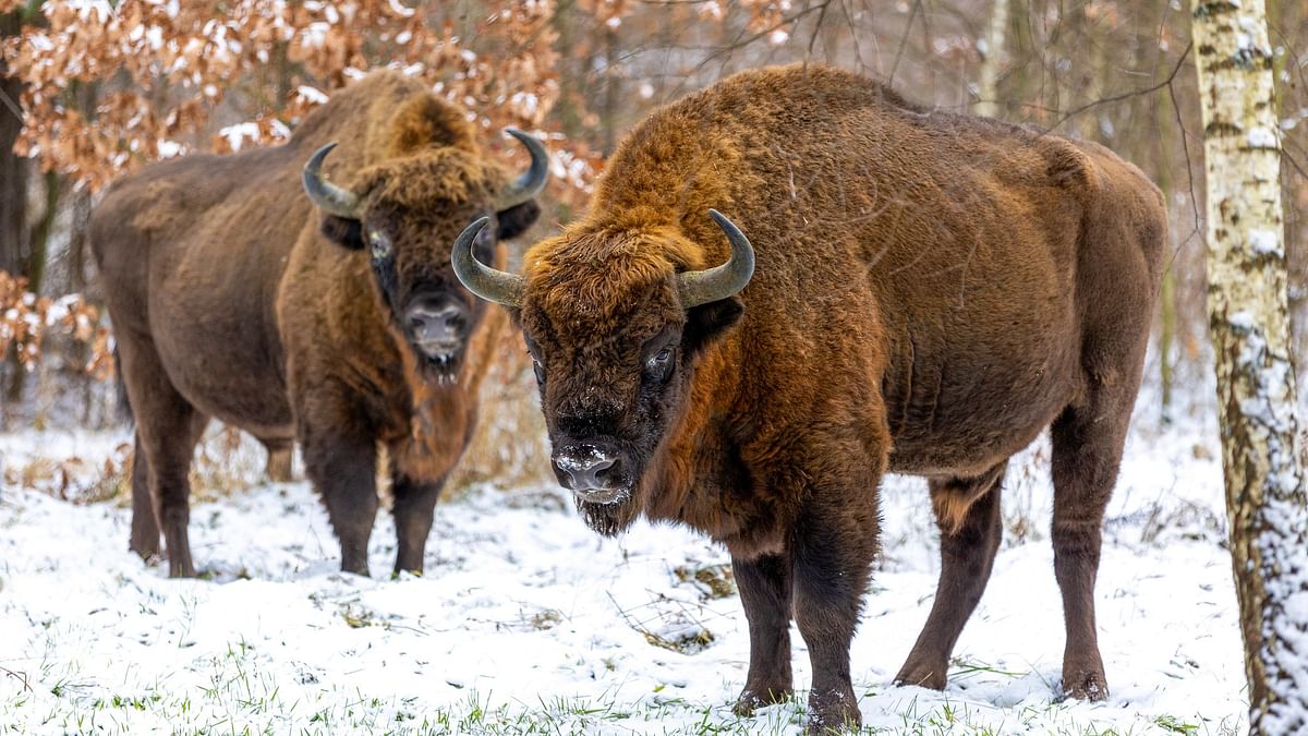 170-strong bison herd can store CO2 emissions equivalent to 43K US cars: Climate crisis study