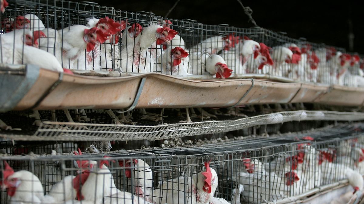 Alarming levels of antibiotic resistance found in poultry environment in Andhra Pradesh