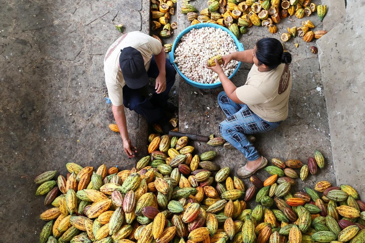 Workers of Finca Cuyancua, a small-scale artisanal producer, extract cocoa beans in Izalco, El Salvador.