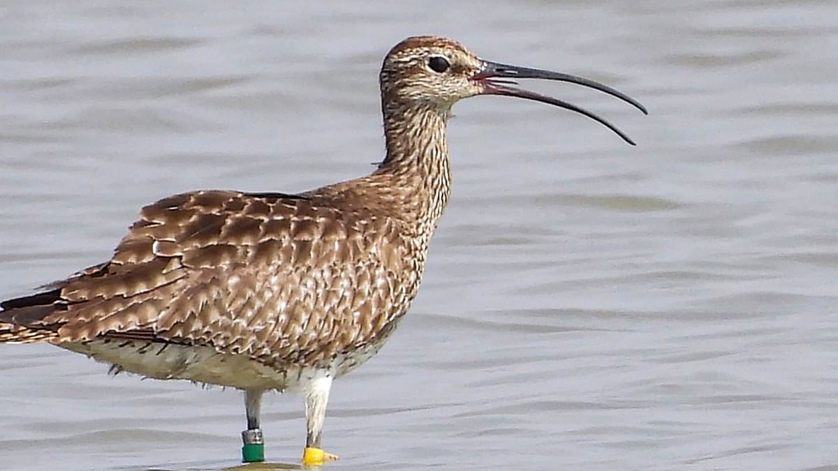 GPS-tagged whimbrel captured on camera by birdwatchers in Chhattisgarh