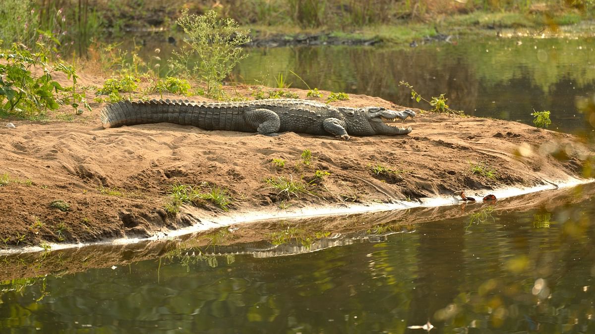 6-year-old dies after mother throws  him into crocodile-infested stream in Dandeli