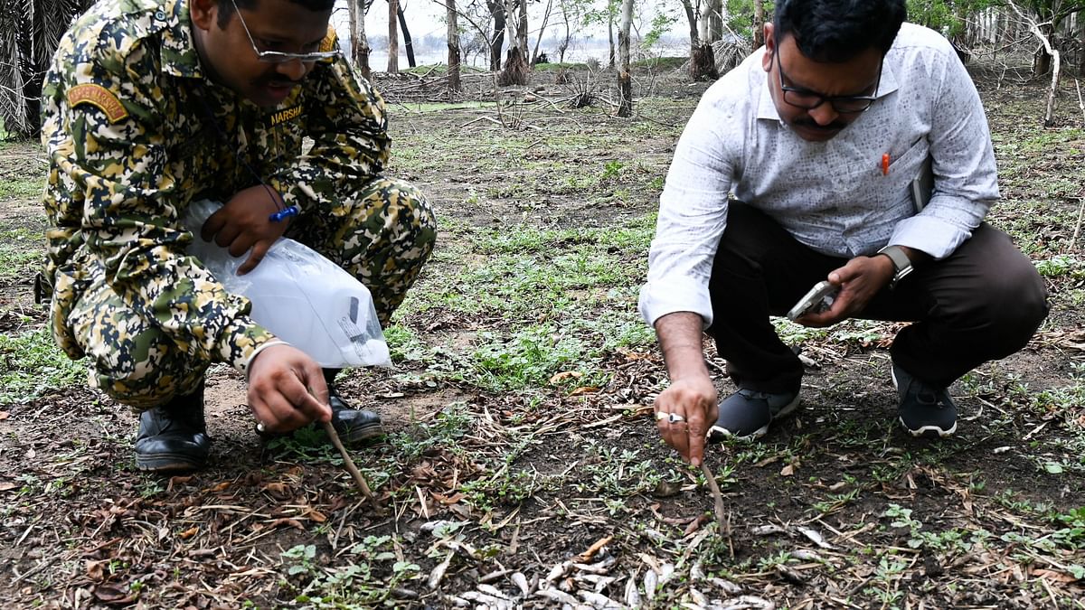 Mass fish kill raises pollution concerns at Hesaraghatta lake 