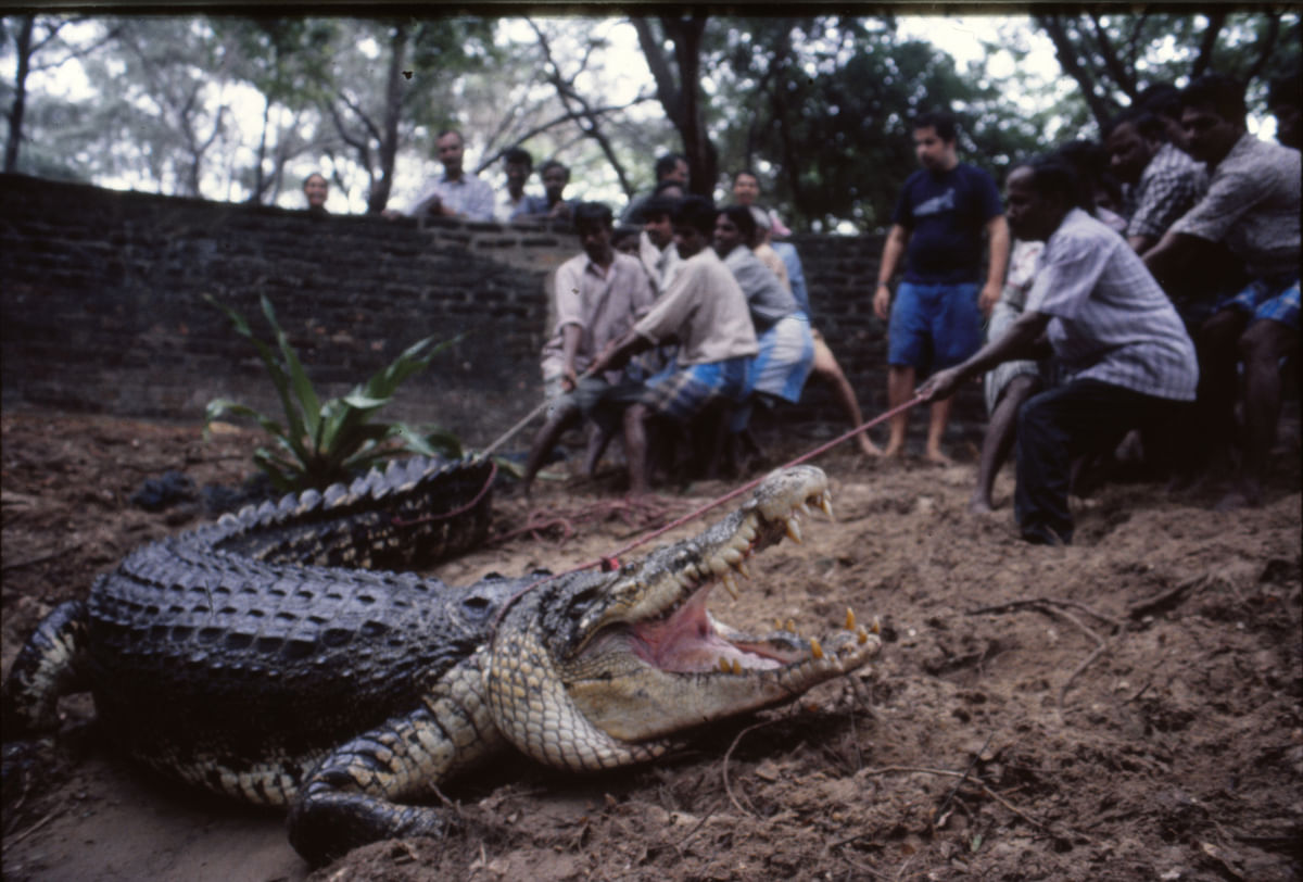 The capture of Jaws at the Madras Crocodile Bank. It was India’s largest crocodile in captivity until it died in 2020. 