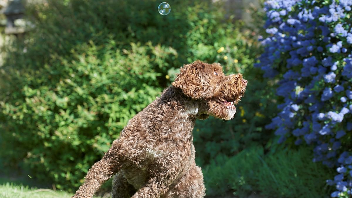 "Shelby, my sister's Cockapoo, absolutely loves chasing bubbles...she doesn't always get their location right, but she still jumps all over the place for them," Philippa Huber wrote.