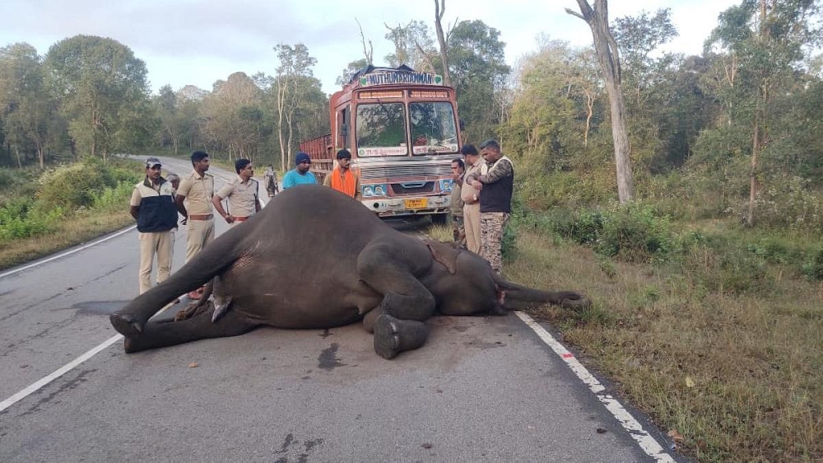 Wild jumbo succumbs to illness in Bandipur reserve