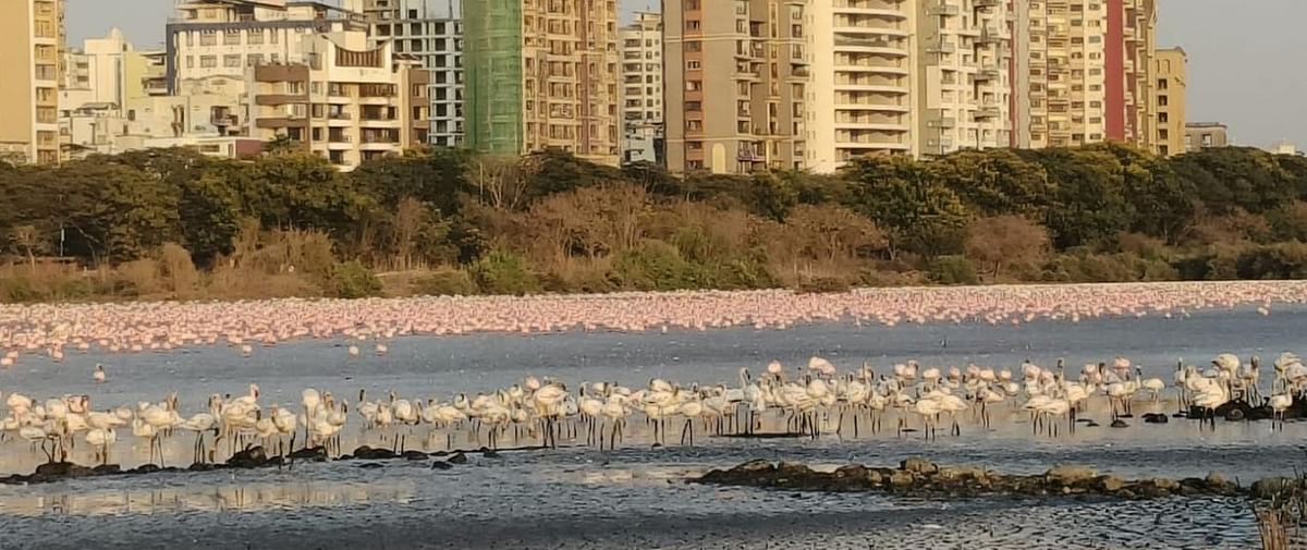 Flamingos feeding at wet lands near the suburbs of Navi Mumbai.