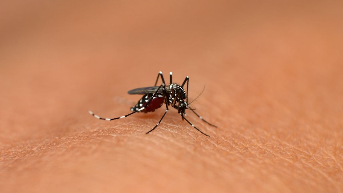 West Nile fever in Kerala: Health officials on high alert in Mysuru