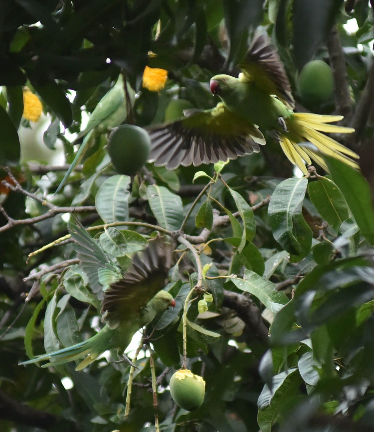 A group of parrots doing the hassle for eats mango in a tree at Sanjaynagar in Bengaluru on Tuesday 28th April 2020. Photo by Janardhan B K