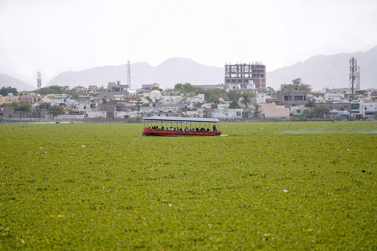 A boat moves on Anasagar Lake as water hyacinth covers a major portion of the lake, in Ajmer. 