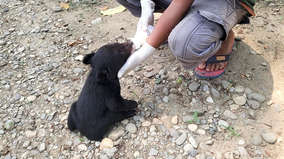 Asiatic black bear cub orphaned after mother killed by poachers in Arunachal Pradesh
