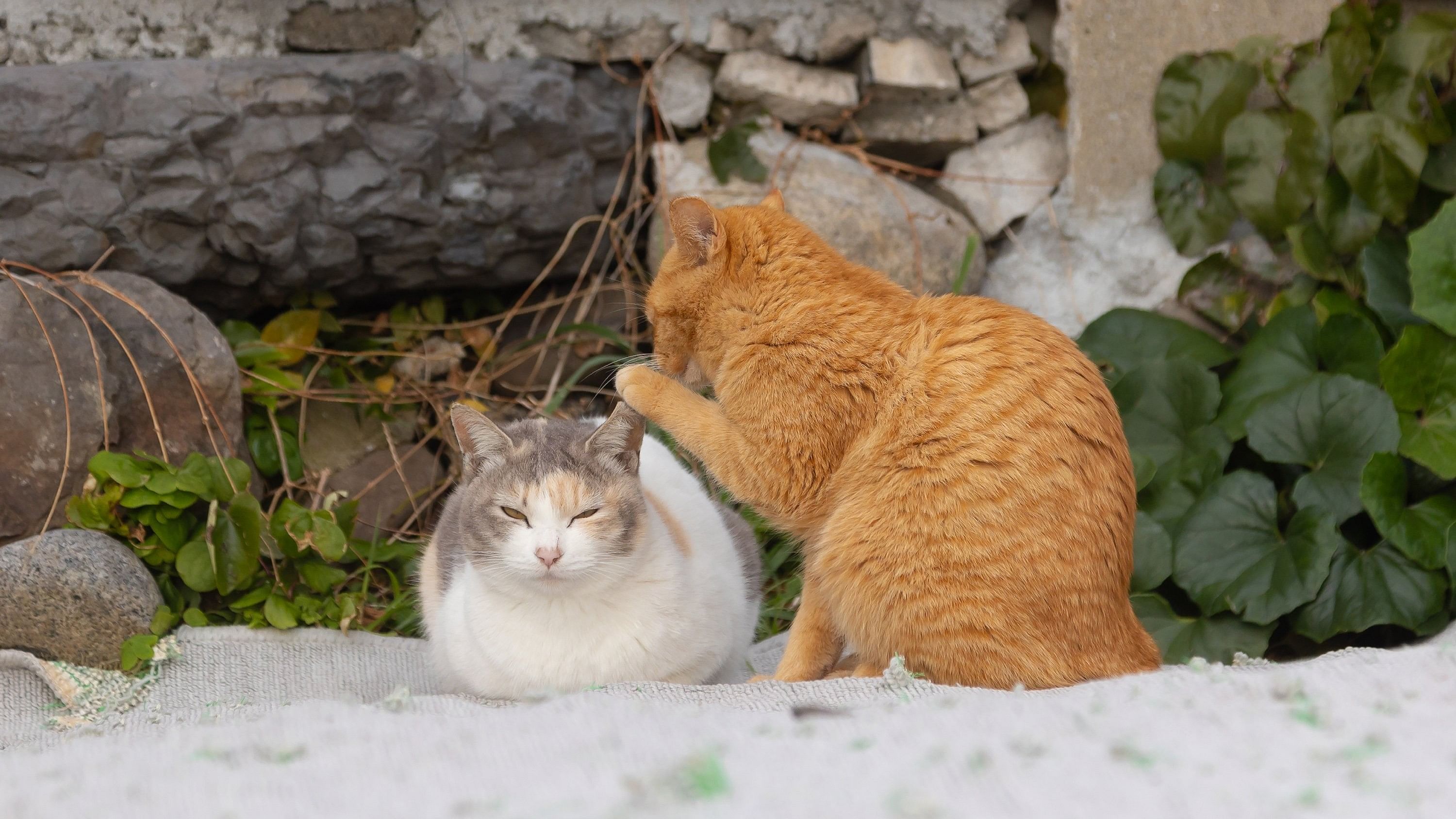 "These cats secretly discuss where on the island we fish," Kenichi Morinaga captioned the photo.