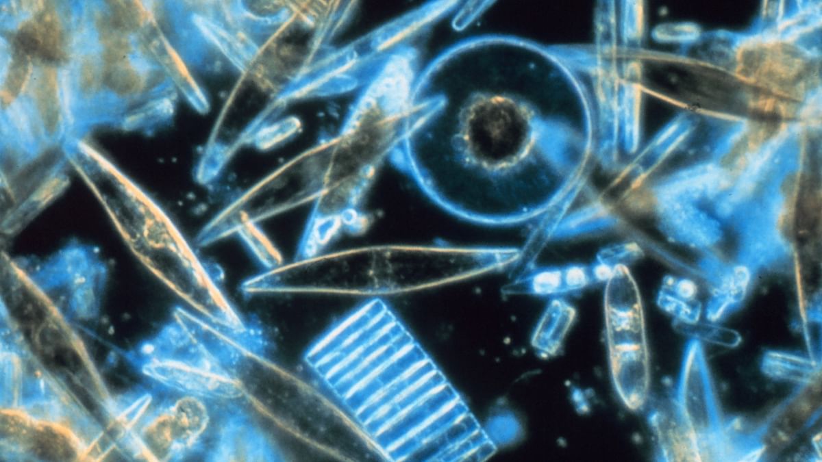 Diatoms: Storytellers of the past