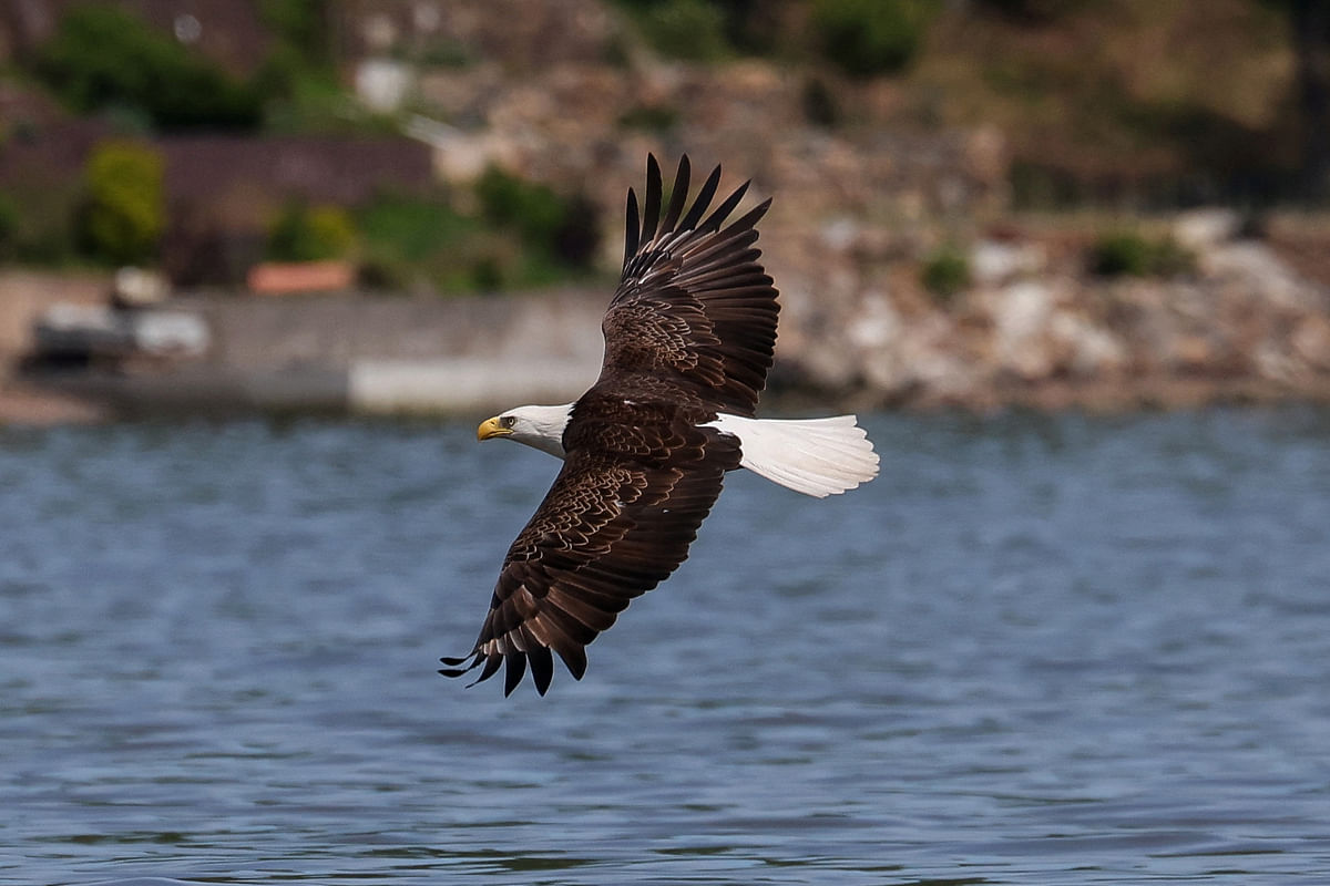 A Bald Eagle soars over the Hudson River off Nyack, New York, US.