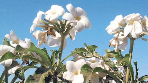 Restriction on Nerium Oleander flower at temples in Kerala following death of woman, cattle