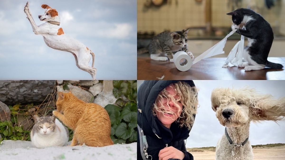 Meet the finalists of the Comedy Pet Photography Awards 2024