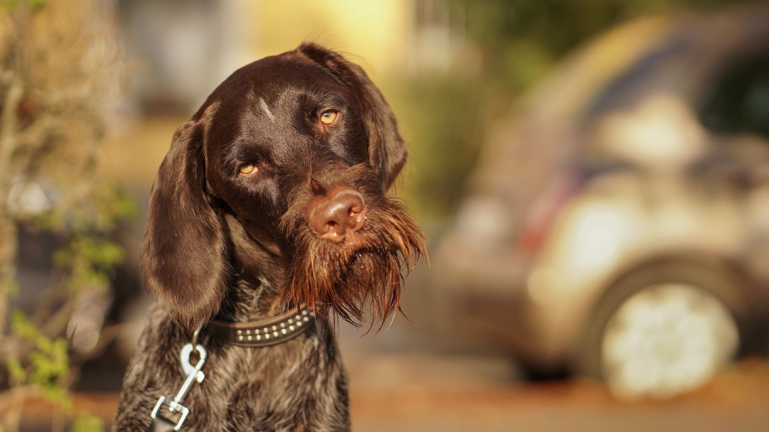 The dog in Anna Petro's photo seemed to ask: "Really?!"