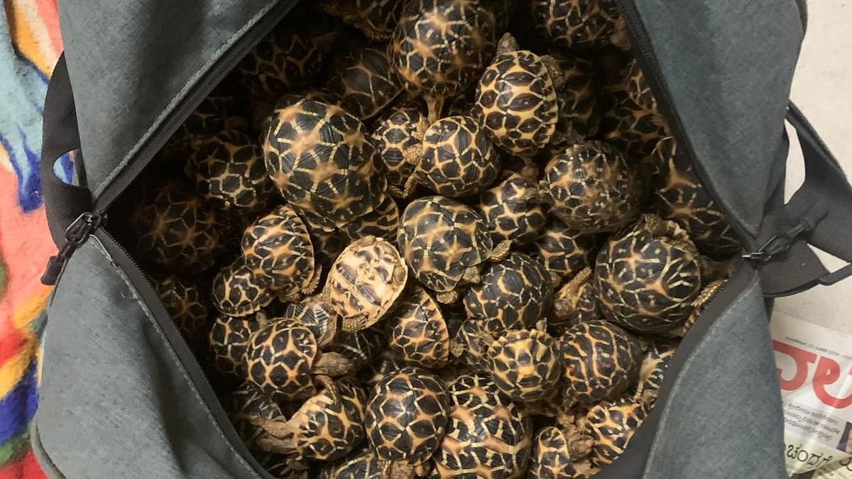 Bus conductor thwarts trafficking of 218 endangered star tortoises in Bengaluru