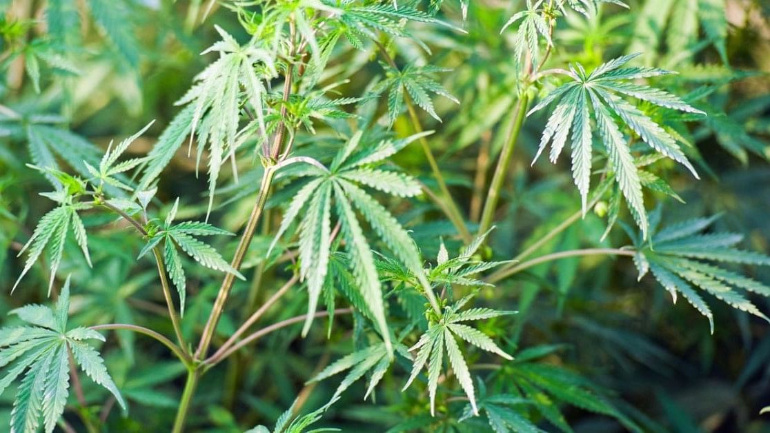 Nepal to legalise marijuana cultivation for medicinal purposes