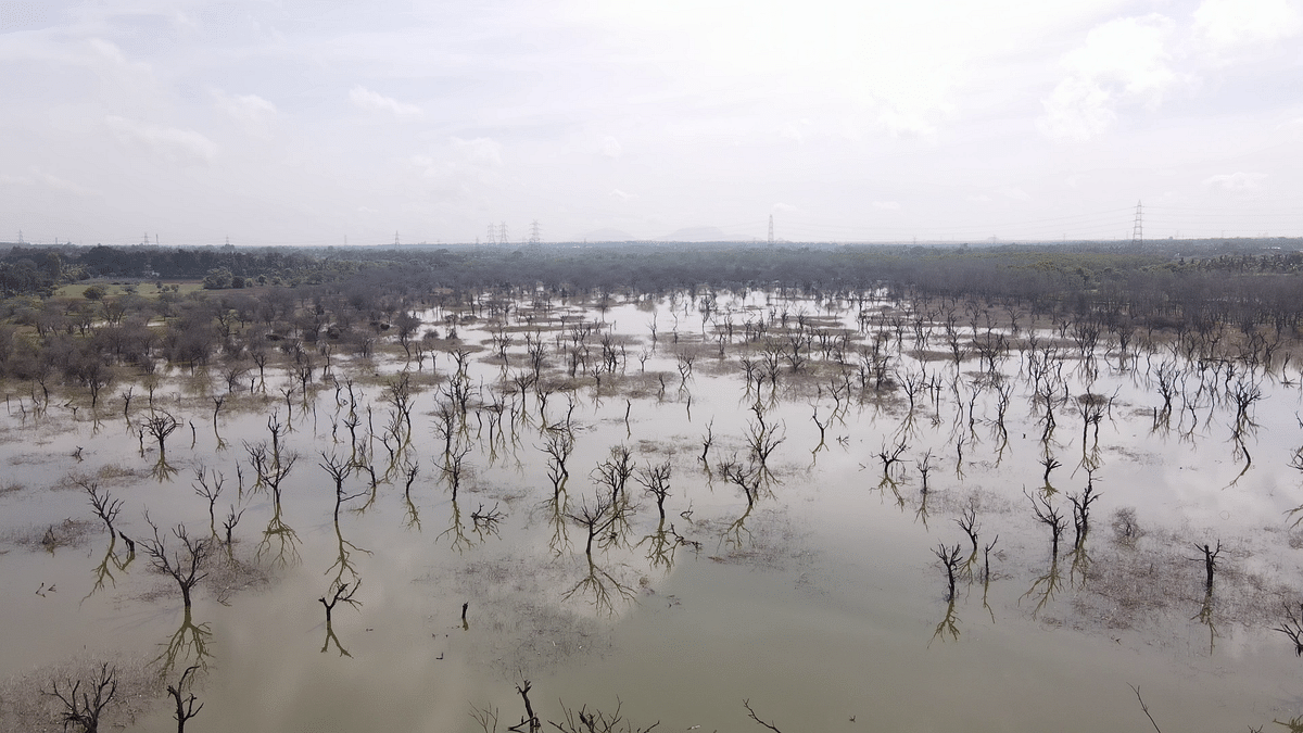 When submerged trees die, they release nutrients that deplete oxygen levels, leading to the asphyxiation of sensitive native aquatic species.