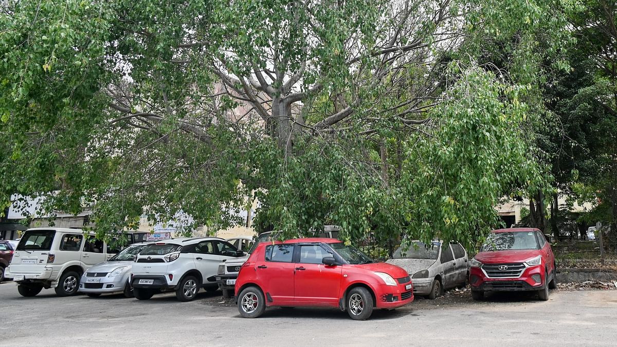 In 5 days, 271 trees uprooted, 483 branches fallen in Bengaluru