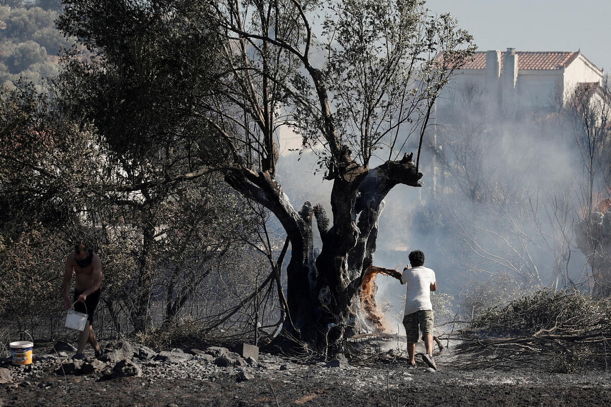 Men drop water on a tree during a wildfire, in Kitsi, near the town of Koropi, Greece, June 19, 2024. 