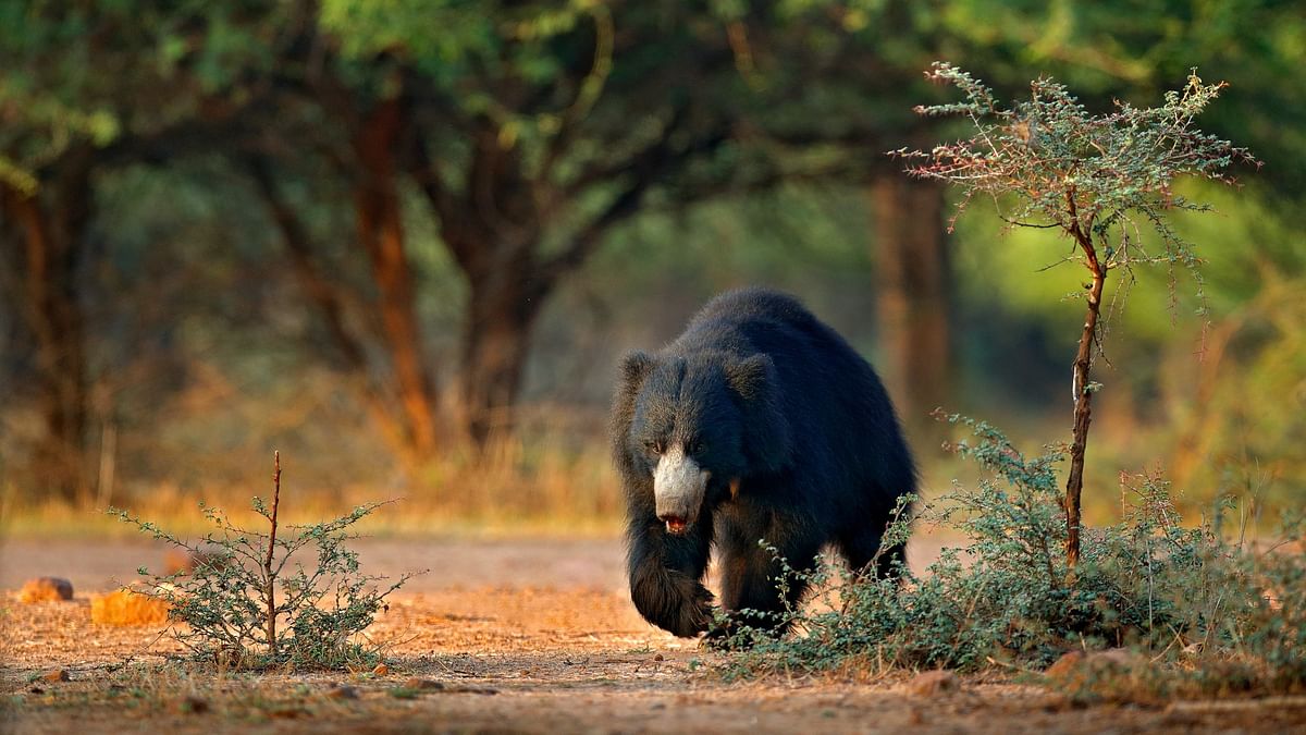 Two held for killing bear in Jharkhand
