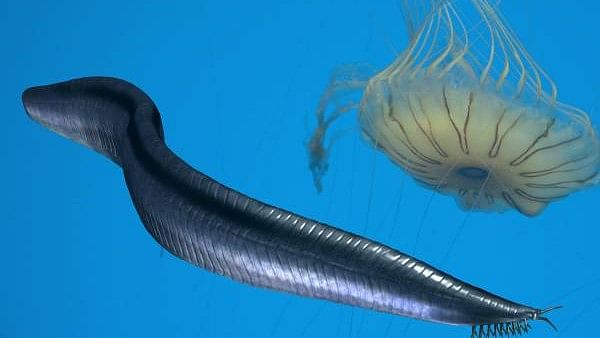 Was this sea creature our ancestor? Scientists turn a famous fossil on its head.