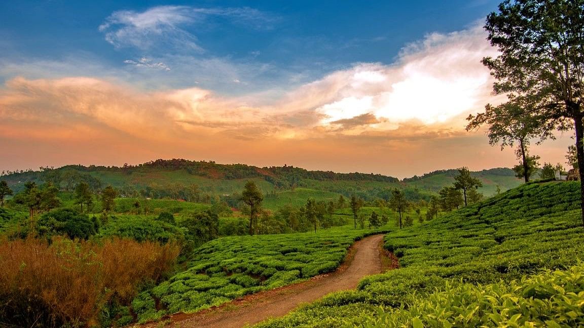 The monsoon season brings out the natural beauty of Sakleshpur, transforming it into a serene and untouched paradise. Nestled in the Western Ghats of Karnataka, this hill station is at its best during this time. Sakleshpur is renowned for its abundant coffee, tea, and spice plantations, offering a blissful aromatic experience. A lesser-known feature of this charming location is its exquisite wooden carvings. With its rolling hills, coffee estates, and picturesque views, Sakleshpur is an ideal destination for nature lovers seeking an offbeat adventure.