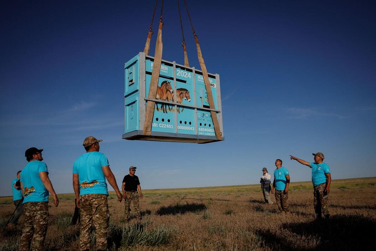 Kazakhstani rangers and zoo keepers unload a container containing a Przewalski's horse, at an acclimatisation enclosure.