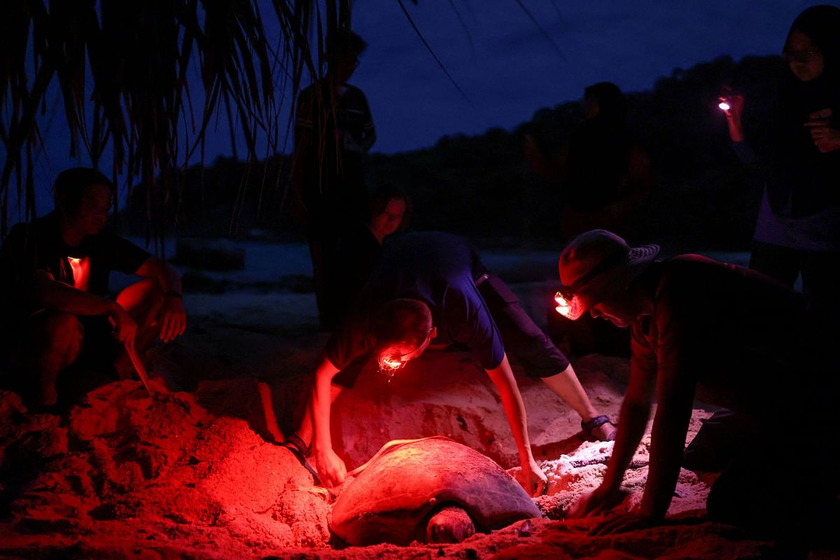 Conservationists inspect a turtle after it laid eggs at the shore of the South China Sea at Redang Island, Malaysia.